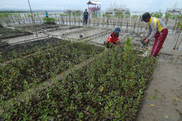 Pemkot Surabaya bakal Bangun Kebun Raya Mangrove