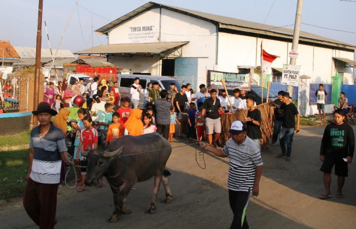 Kirab Kerbau Mengawali Tradisi Pesta Lomban