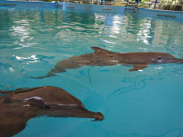 Lumba-lumba Membantu Terapi Anak Berkebutuhan Khusus