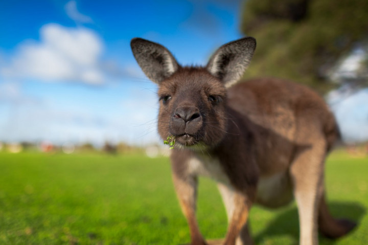 Kanguru Bikin Bingung Sistem Mobil Otonom Volvo