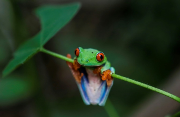 Frogs Flourished After Dinosaurs Croaked, New Study Reveals