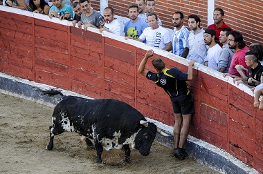 Banteng Seruduk dan Cederai Tiga Orang di Festival Spanyol