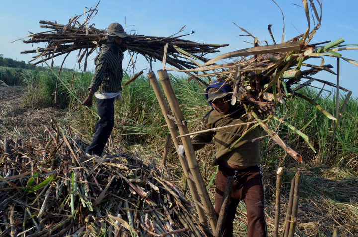 Petani Tebu Indonesia Tolak PPN Gula Petani