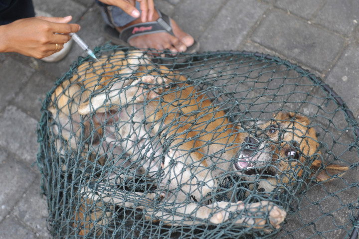 Rabies Jangkiti 11 Kabupaten di Kalbar, 13 Tewas