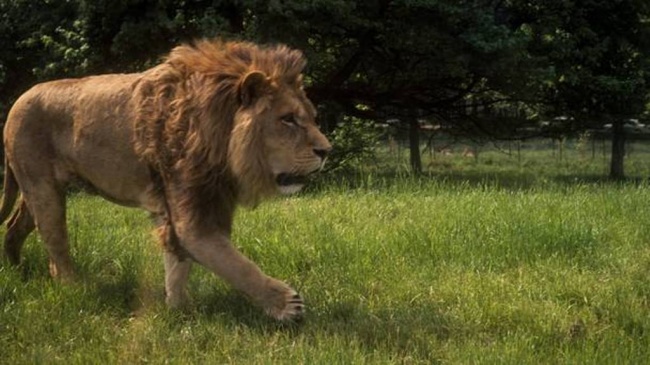 Empat Singa Kabur dari Taman Nasional Kruger