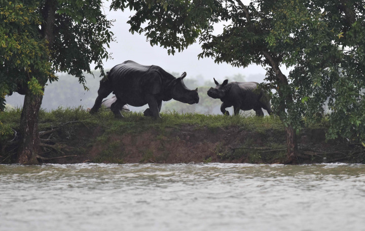 Suaka Margawatwa Banjir, Satwa Langka Mengungsi