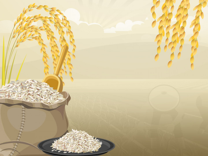 Infografik: Sejarah Beras