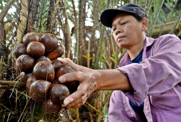 Usai Kamboja & Tiongkok, Salak Sleman Siap Diekspor ke Selandia Baru