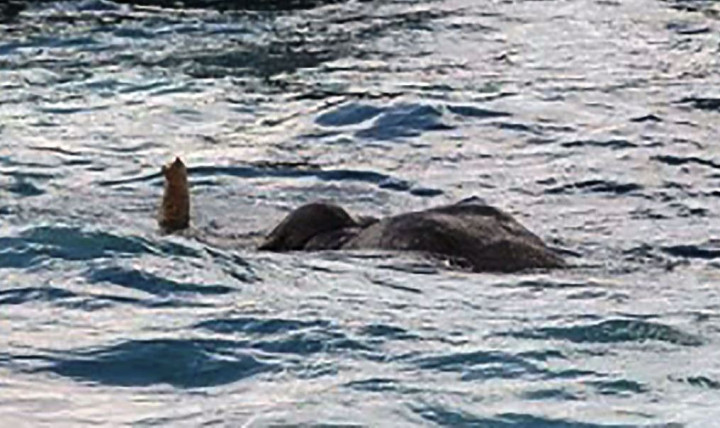 Gajah Tersapu Banjir ke Laut