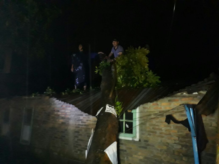 Pohon Bertumbangan di Medan Usai Hujan Deras dan Angin Kencang