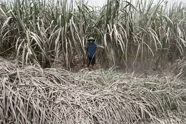 Bupati Malang: PPN Tebu Memberatkan Petani