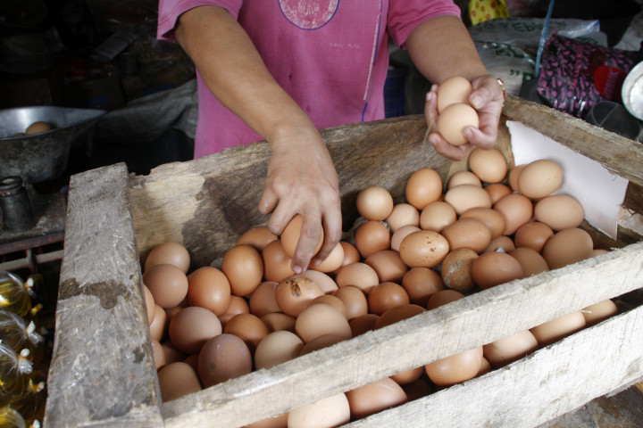 Produksi Telur Ayam Menurun