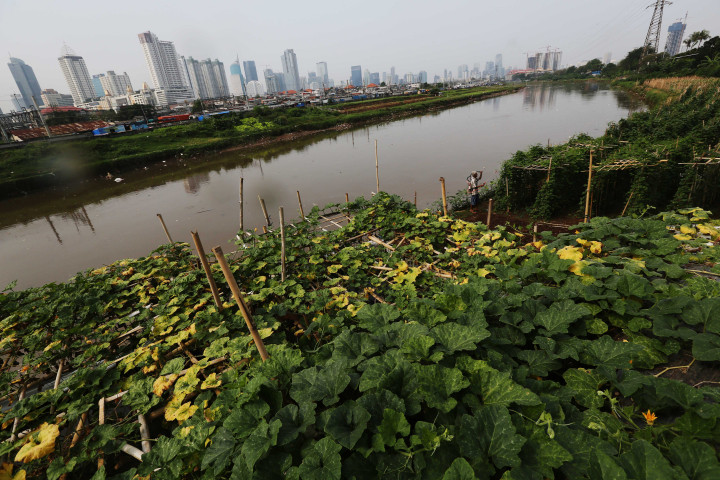 Kebutuhan Jagung Nasional Capai 19 Juta Ton