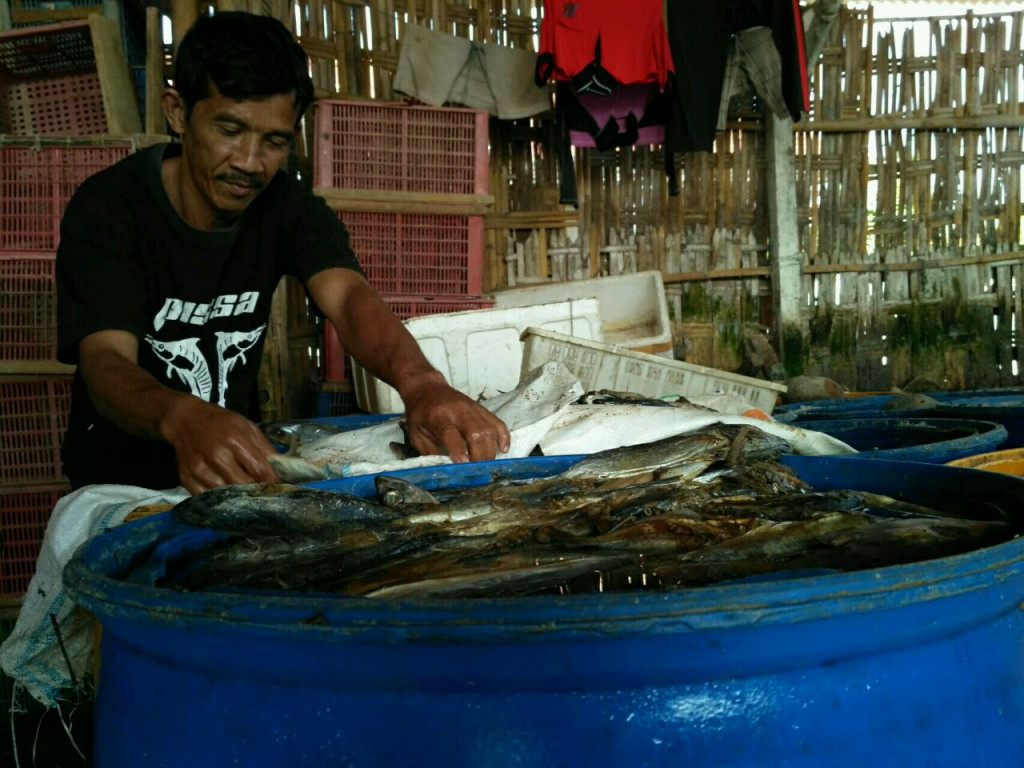 Perajin sedang memproduksi ikan asin di Pekalongan, Jawa Tengah. (Metrotvnews.com /Kuntoro Tayubi)