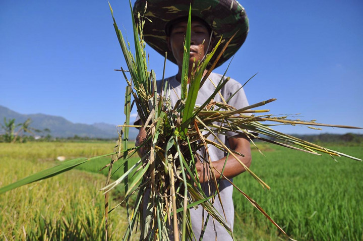 Petani di Jepara Belum Temukan Obat Pembasmi Tikus dan Keong