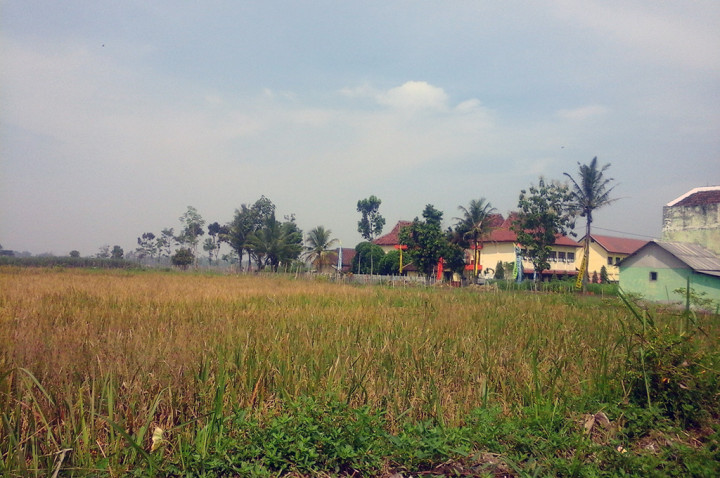 Petani Padi Disarankan Ikut Asuransi