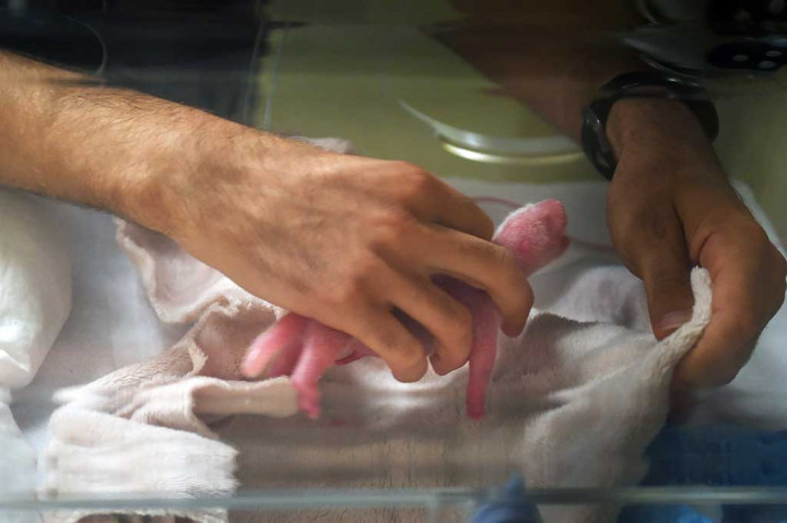 Panda Raksasa di Bunbin Prancis Lahirkan Bayi Kembar