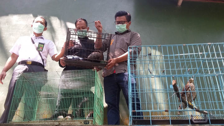 Petugas Gabungan Tangkap Pelaku Jual-Beli Satwa di Yogya