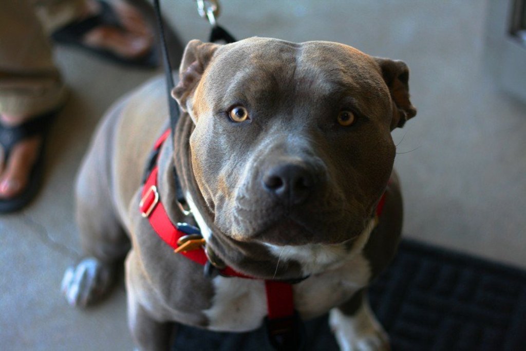 Ilustrasi anjing jenis pitbull. (Animalso)