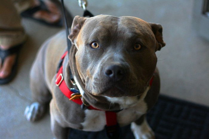 sifat dasar anjing pitbull loyal dan ramah