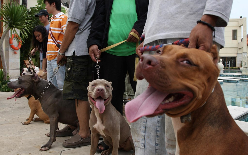 Perhatikan Ini Sebelum Memutuskan Untuk Memelihara Anjing