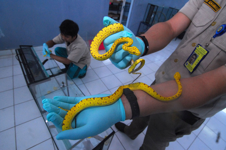 Dua Penyelundupan Hewan Digagalkan