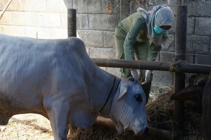 Anjing Hutan Bikin Warga Purwodadi Gunungkidul Khawatir Kehilangan Ternak