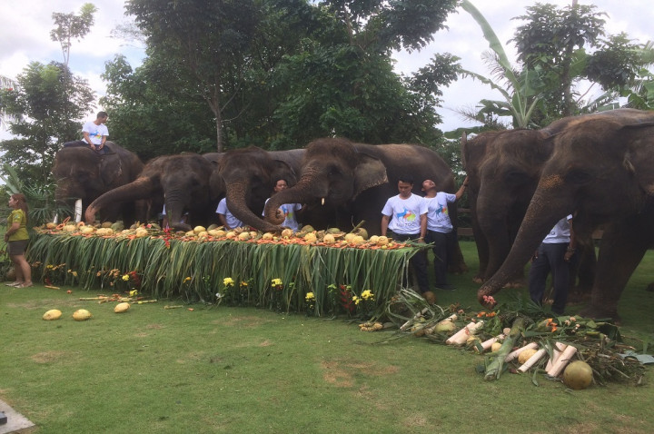 Hari Spesial, Beberapa Gajah di Bali Zoo Dapat Sajian Istimewa