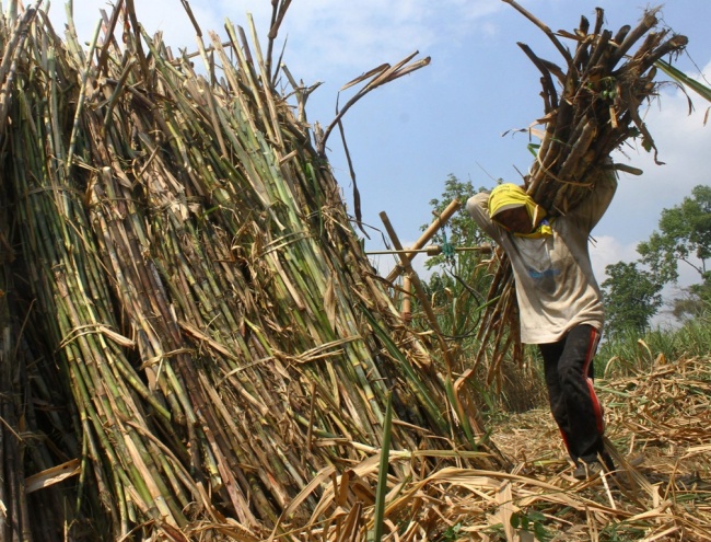 Minim Serapan, Stok Gula RNI Capai 30 Ribu Ton