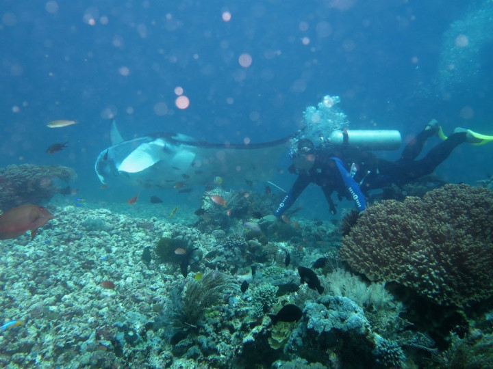 Pemerhati Lingkungan Keluhkan Kerusakan Terumbu Karang di Labuan Bajo