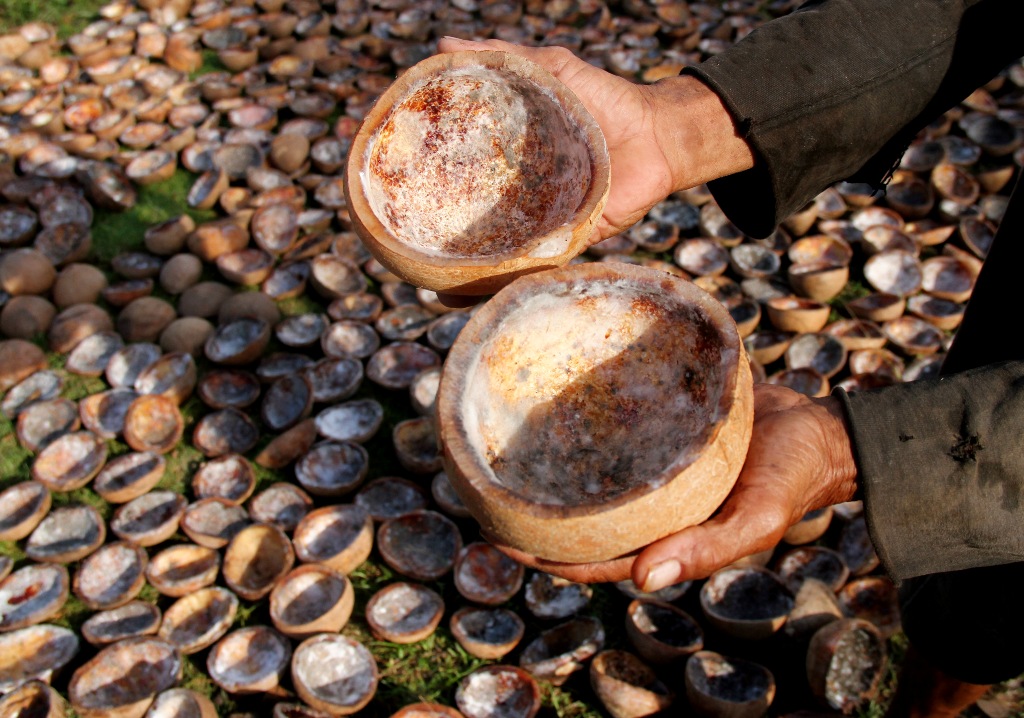 Seorang pekerja menunjukkan kelapa yang akan diolah menjadi kopra (ANTARA FOTO/Akbar Tado)