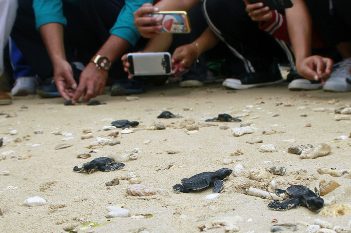 72 Tukik Dilepasliarkan di Kupang