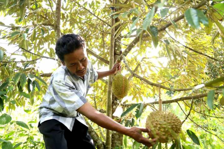 Tips Memilih Durian Matang