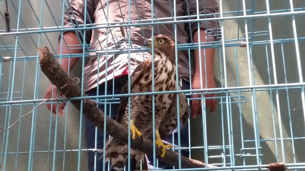 Balai Tngm Pantau Perkembangan Elang Jawa