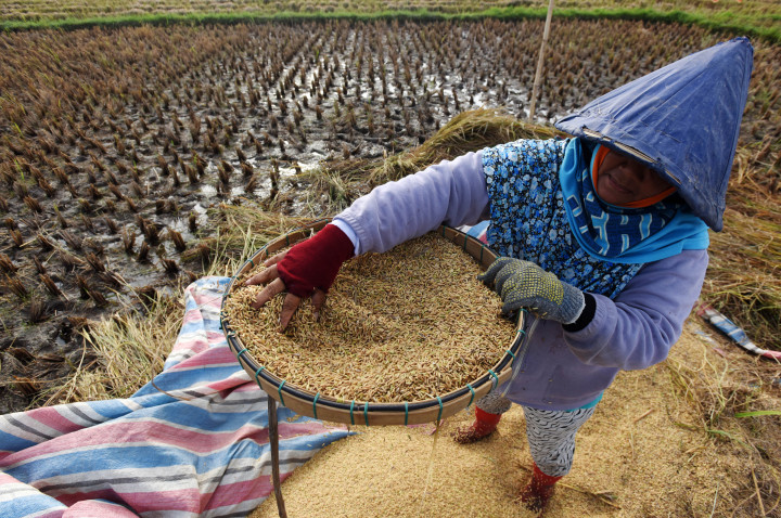 Sulsel Targetkan Produksi 3,6 Juta Ton Beras