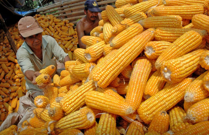 NTB Tawarkan UEA Bangun Pabrik Pengolahan Jagung