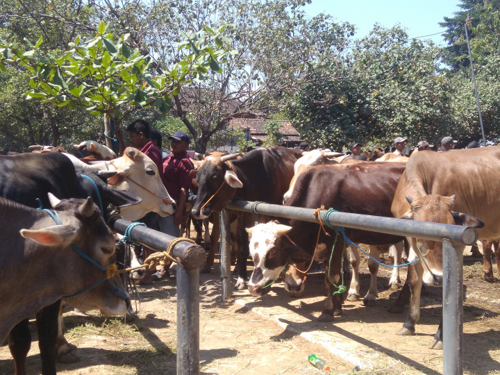 Pedagang Sapi Mengaku Pembeli Turun 30 Persen