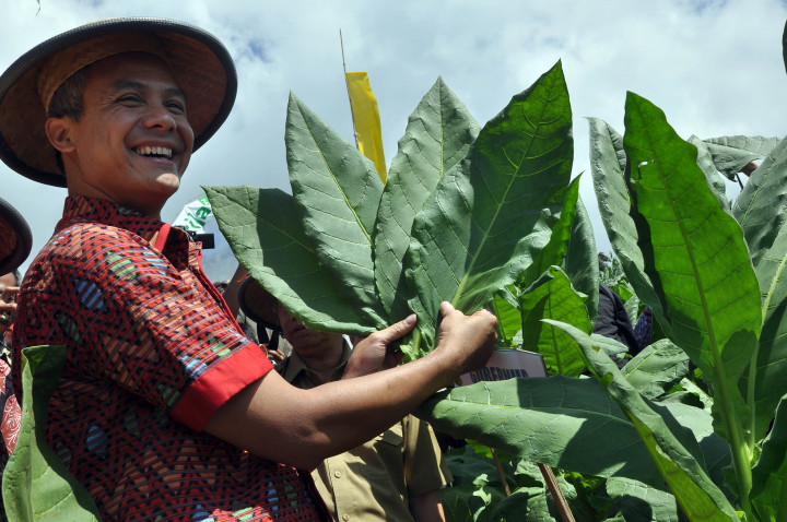 Ganjar Ajak Petani Hasilkan Tembakau Berkualitas