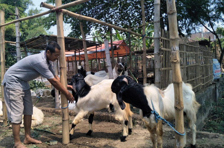 Pedagang Hewan Kurban di Jombang Masih Sepi Pembeli