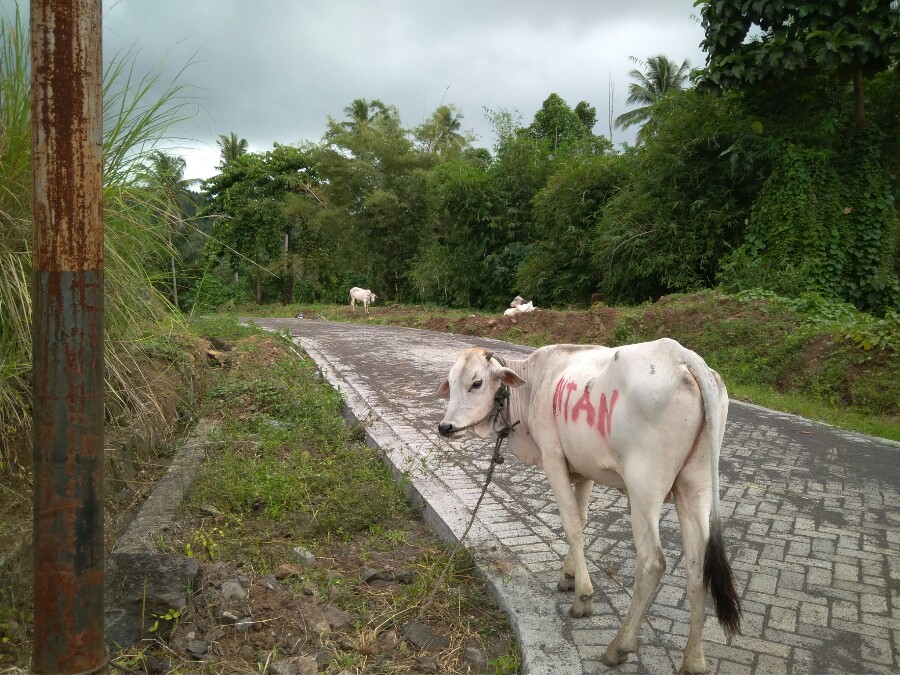 Permintaan Sapi Kurban di Sulut Meningkat - Medcom.id