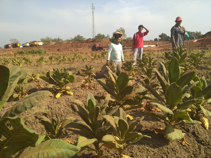 Pertanian Tembakau di Kendal Tertutup Debu Proyek Tol
