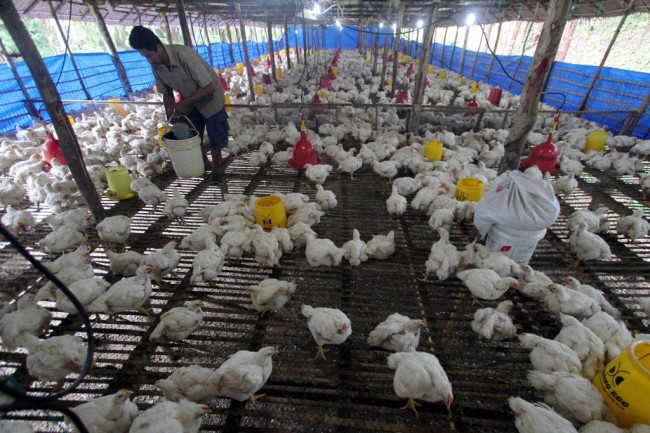  Kementan Bantu Bibit Ayam Petelur ke Peternak di Sulawesi Tenggara