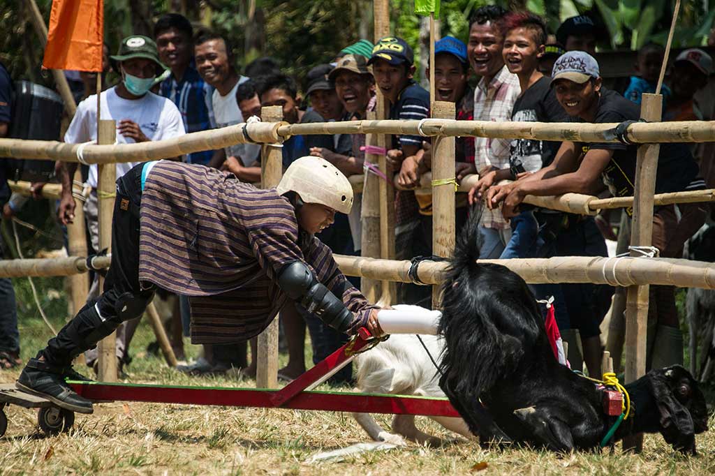 Serunya Karapan Kambing di Jombang
