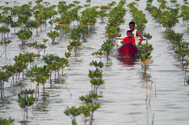 Hutan Mangrove di Kendari Semakin Menyusut