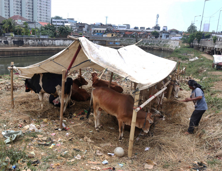 Ciri-ciri Hewan Kurban Sehat