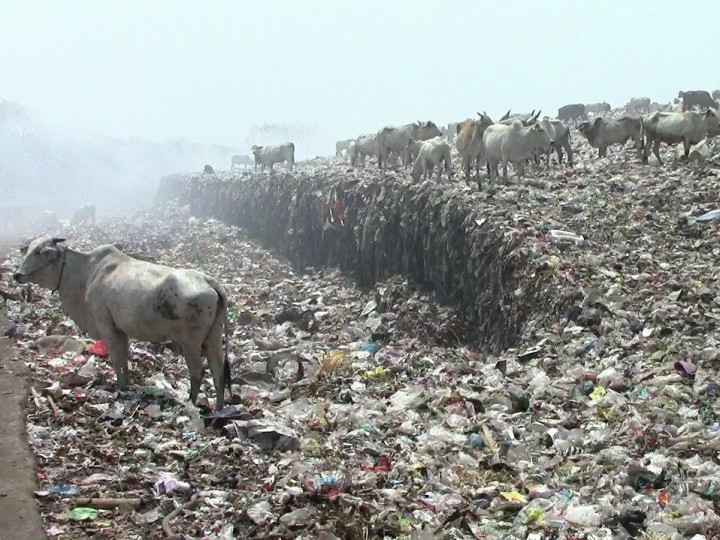 Jelang Iduladha, Masyarakat Diminta Waspadai Sapi Pemakan Sampah
