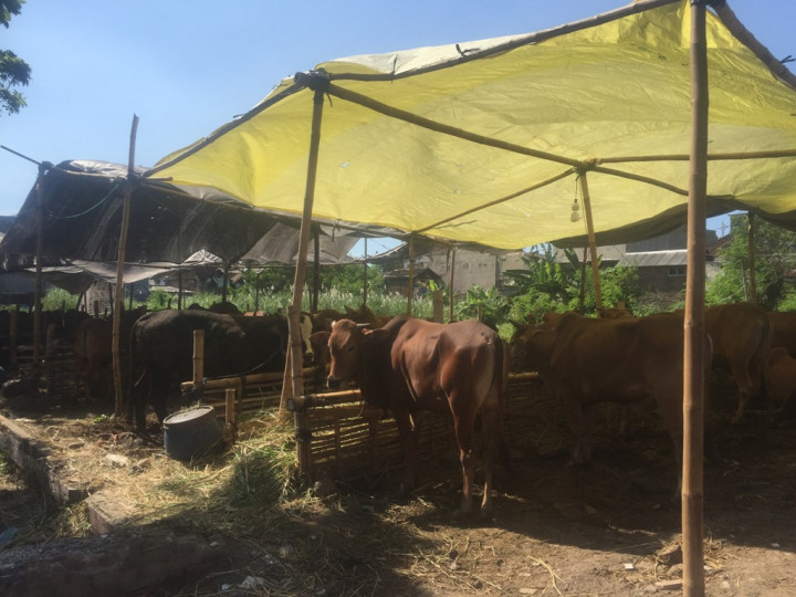 Penjualan Sapi Kurban di Surabaya Anjlok
