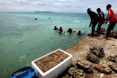 Terumbu Karang Disebar di Pulau Pramuka saat Hari Maritim