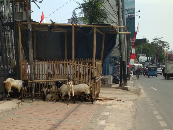 Trotoar Disulap jadi Kandang Kambing