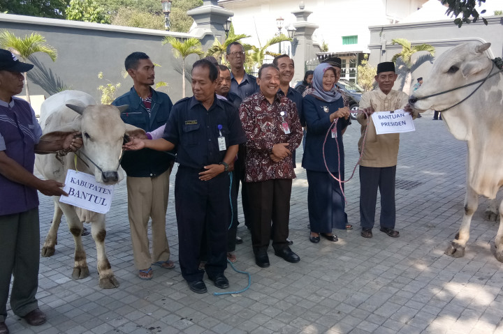 Sultan Sumbang Tujuh Sapi ke Masyarakat Yogyakarta